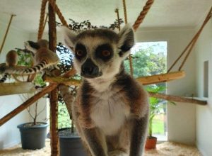 Clonfert Pet Farm 11